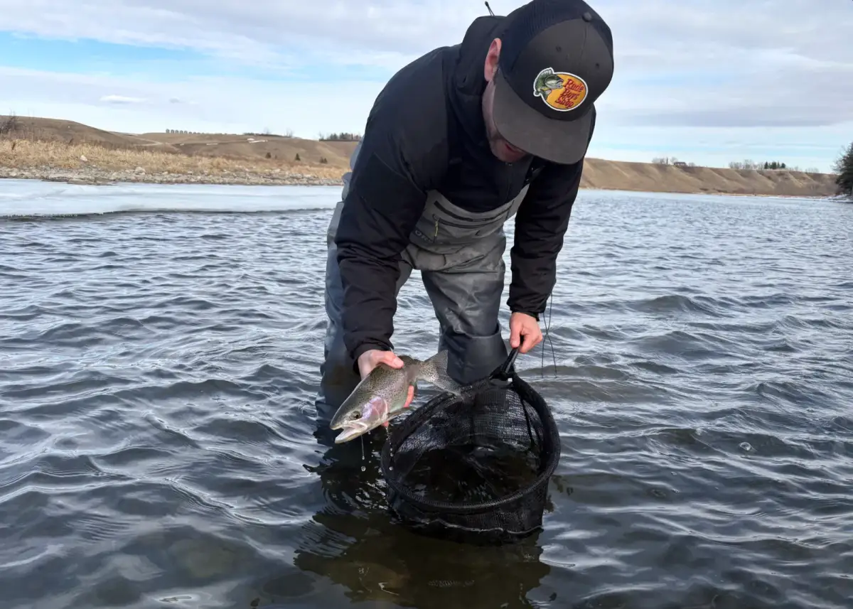 Trophy trout caught on guided Bow River fly fishing trip near Calgary